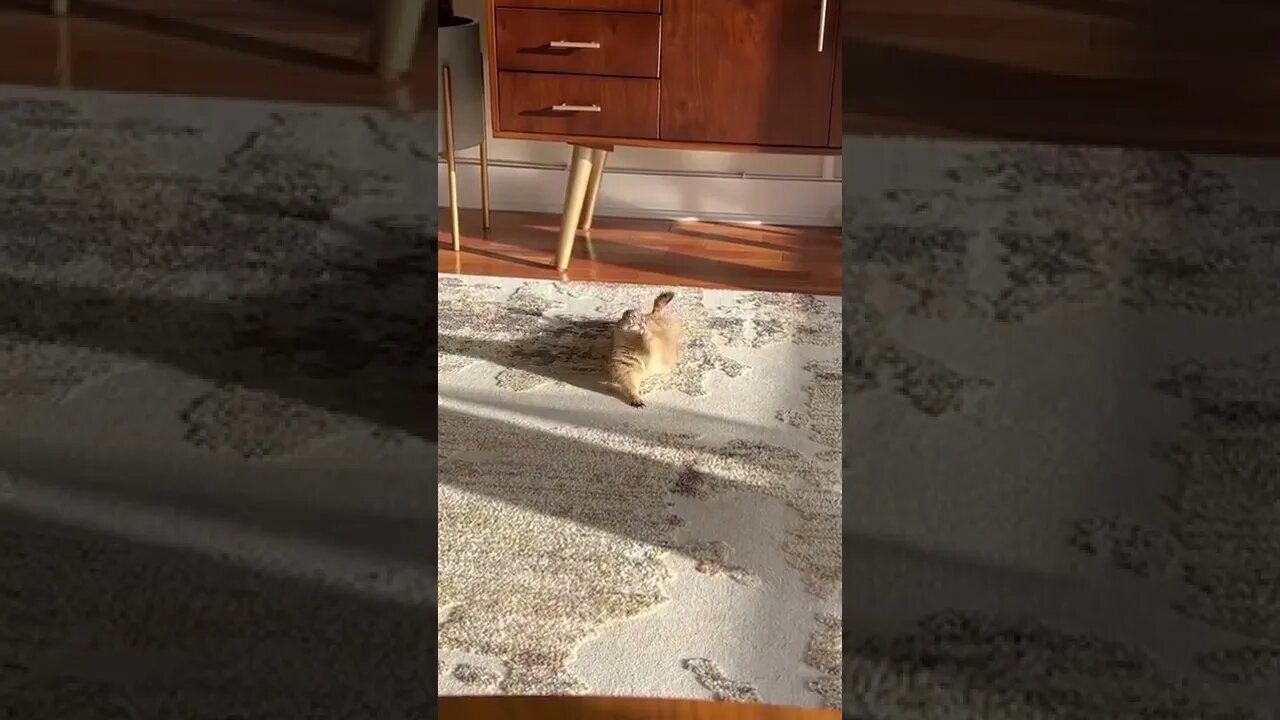 Prairie Dog attempts Downward Dog