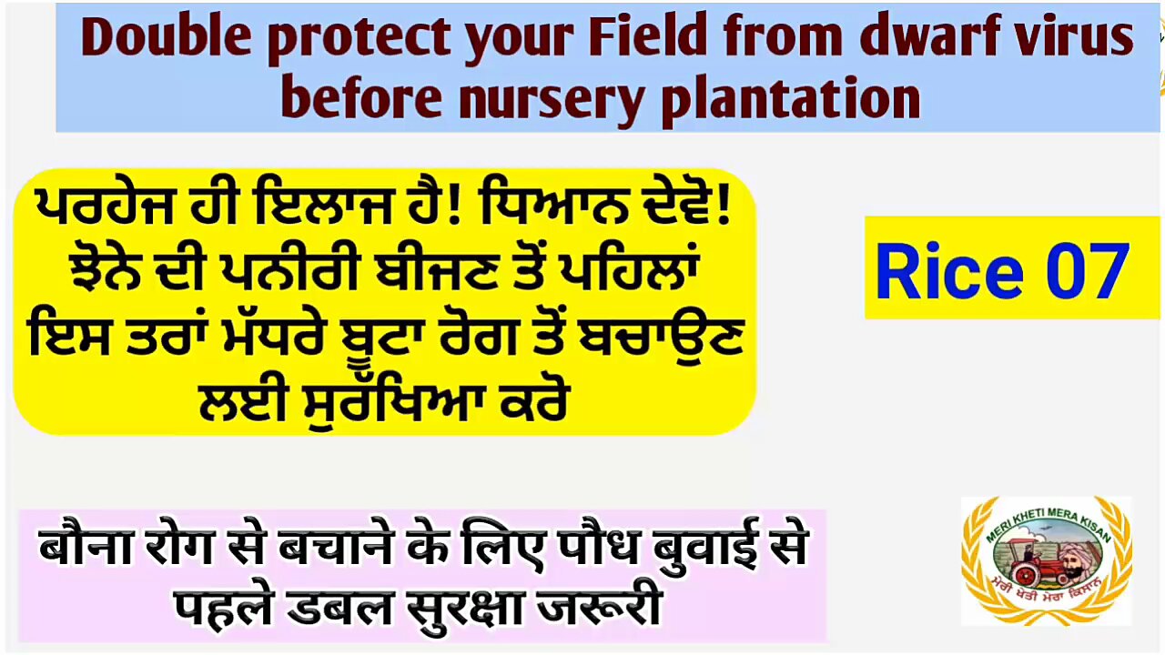 Protect your paddy from dwarf virus! ਝੋਨੇ ਦੇ ਮੱਧਰੇ ਜਾਂ ਬੋਣਾ ਰੋਗ ਤੋਂ ਫਸਲ ਨੂੰ ਬਚਾਉਣ ਦਾ ਹੁਣ ਹੀ ਮੋਕਾ