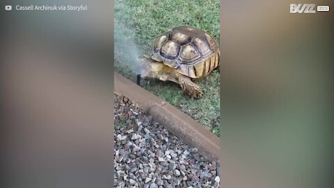Tartaruga si rinfresca con l'ipianto di irrigazione