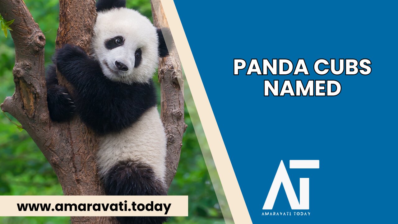 Berlin Zoo Names Panda Cubs with China's Ambassador in Attendance | Amaravati Today