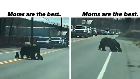 Mom's are the always best❤, Bear and bear cute baby crossing the road