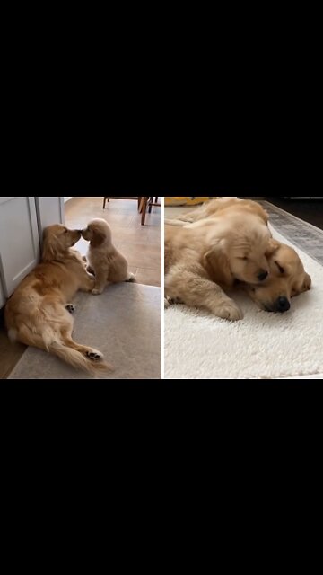 Golden Retriever so happy to get a puppy for Christmas