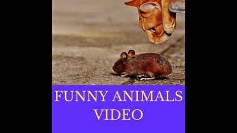 Cute funny animals