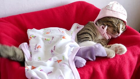 Sweet Little Cat Likes to Wear Baby Clothing