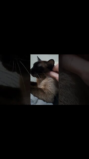 I love my kitty so much! #viral #kittycat #cat #shortvideo #disabledyoutuber #kitten