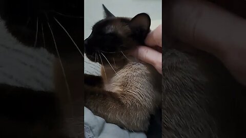 I love my kitty so much! #viral #kittycat #cat #shortvideo #disabledyoutuber #kitten