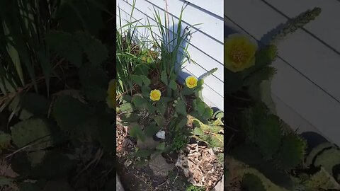 Cactus in bloom in Minnesota.