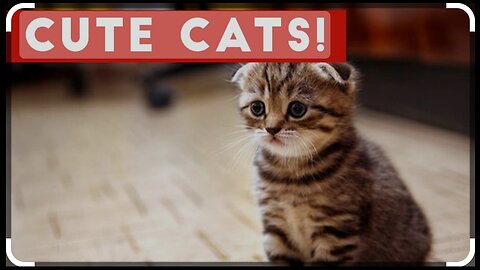 Babyscats