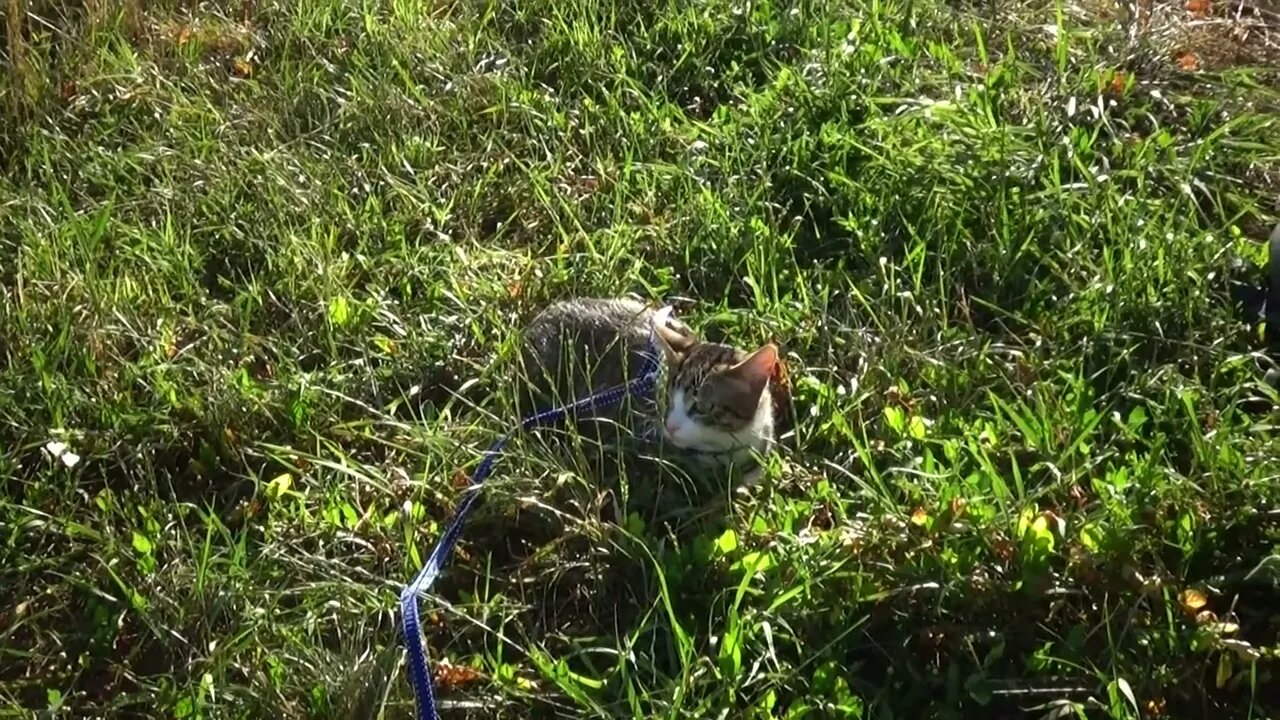 Curious Kitten Stalks from the Grass
