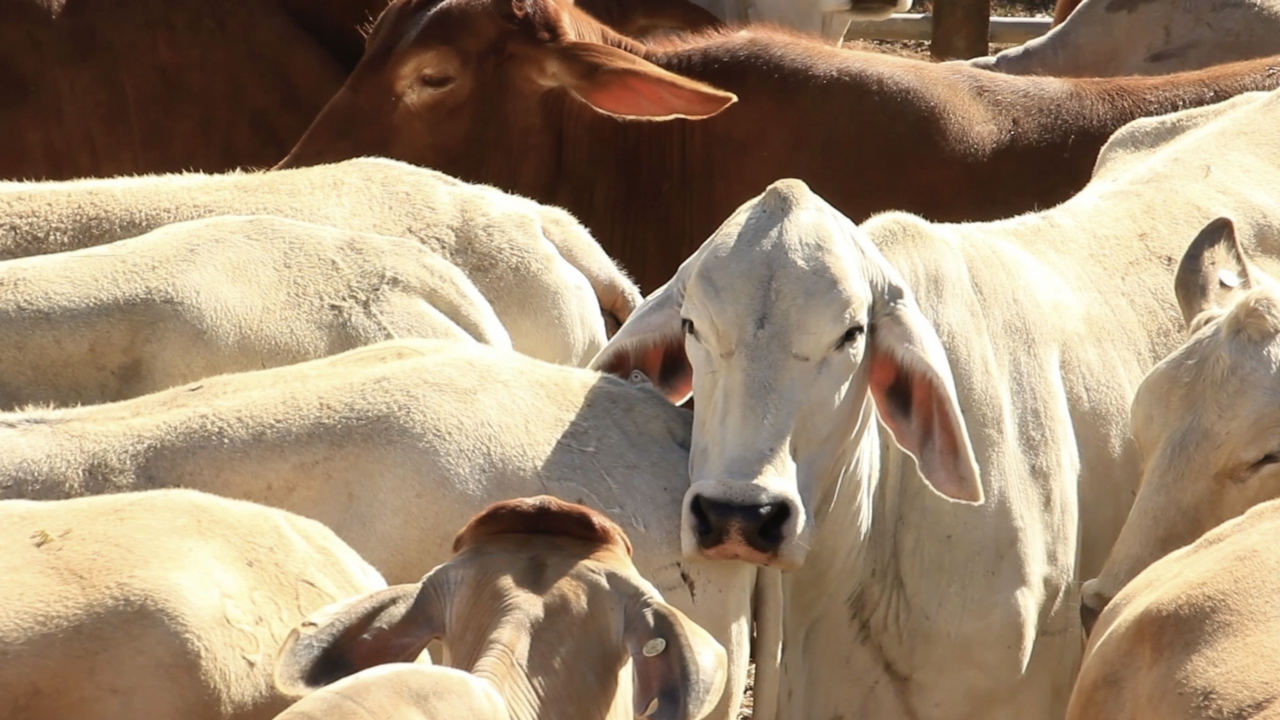 President Trump Signs Beef Trade Deal With The European Union