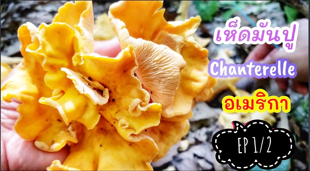Foraging Chanterelle on July 4th 2021 ( EP1/2)
