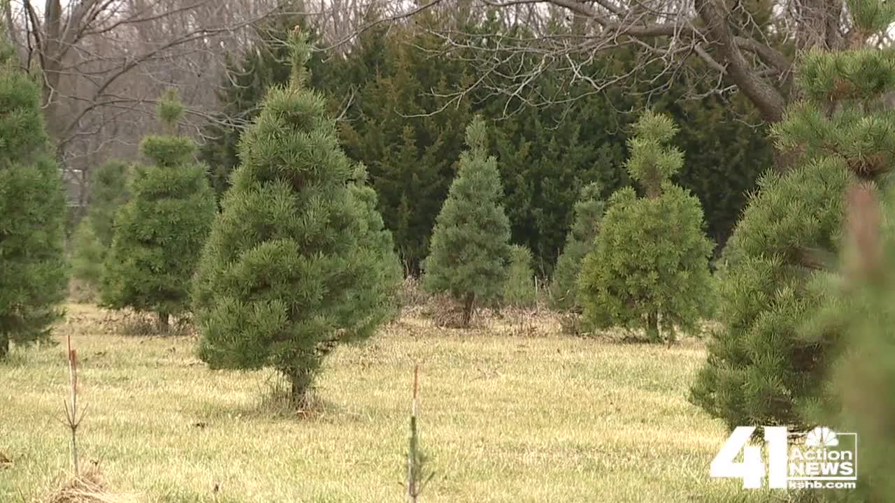 KC metro could see Christmas tree shortage this year