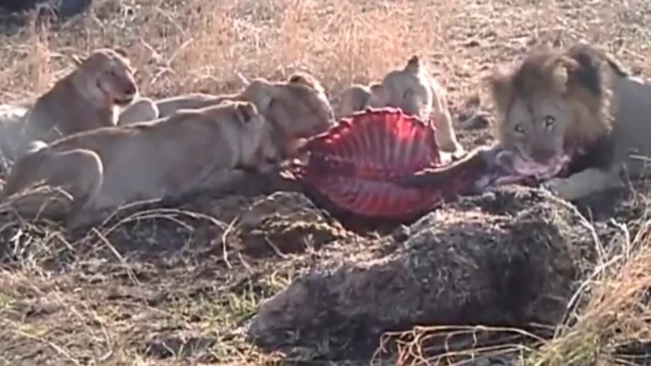 Lion Pride Have A Waterbuck For Breakfast!