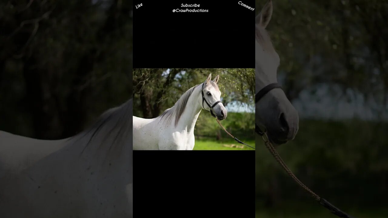 Most Arabian Horses Have One Less Vertebrae Than Other Breeds #horse #shorts