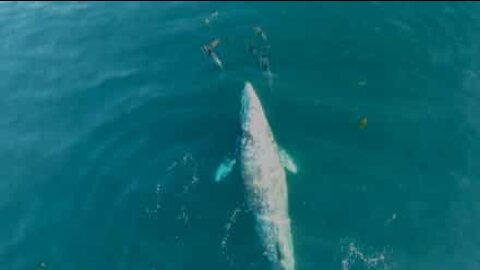 Une baleine s'amuse avec des dauphins