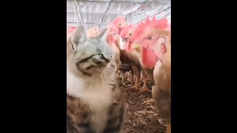 Most Funny Cats Video - You Will Not Stop Laughing