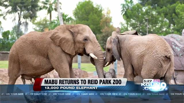 Elephant returns to Reid Park Zoo