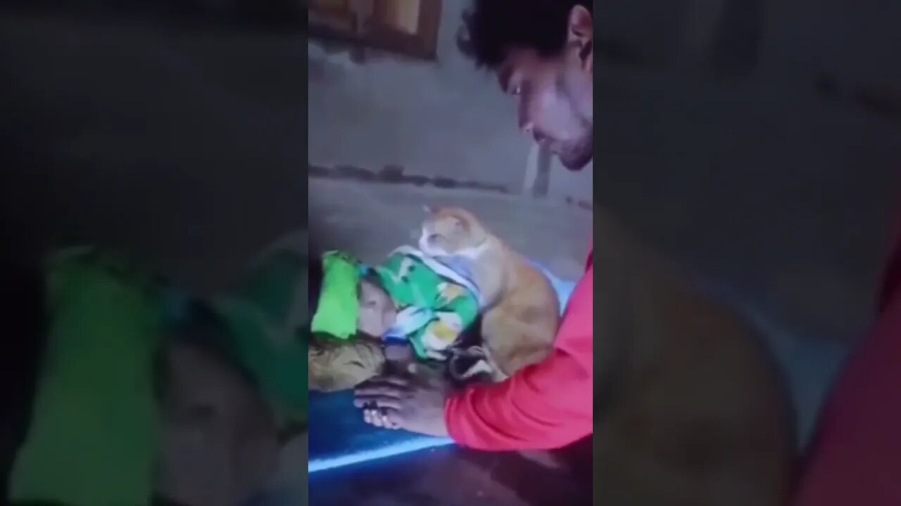 👼🐈🐾🤒❤️