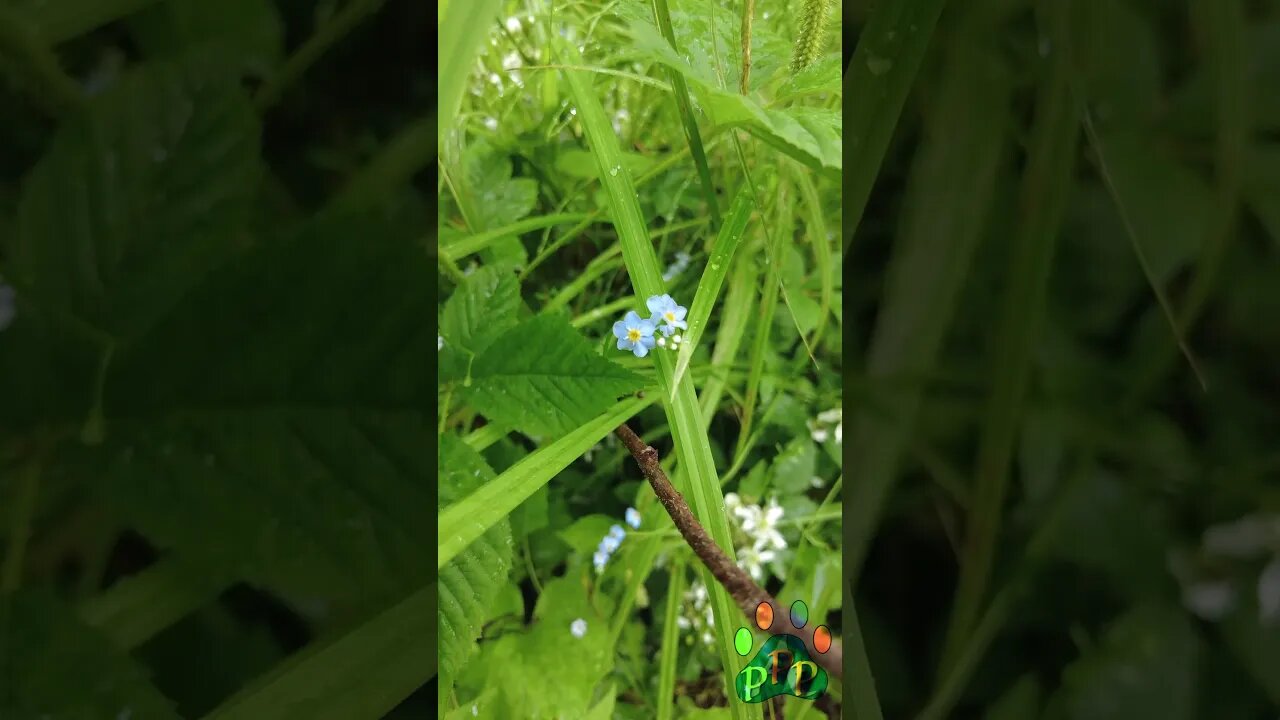 Forget-me-nots in the morning dew.