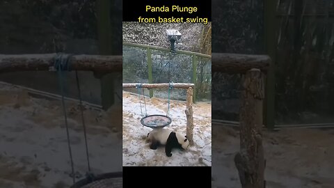 Panda Plunged From Basket Swing || Panda Time