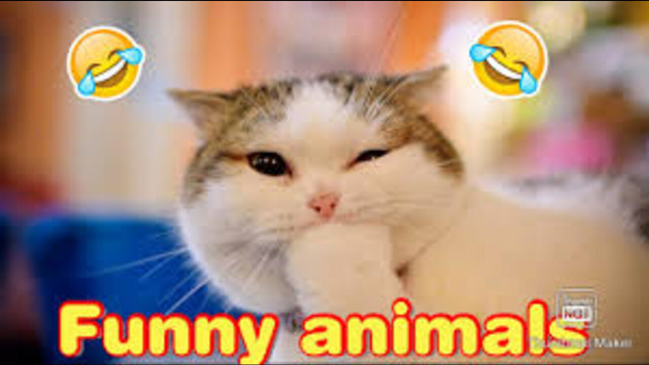 Funny Animals 2022 | Pure Comedy From Fury Friends