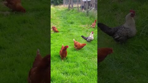 Hens and Cock relaxing on the grass in Scotland