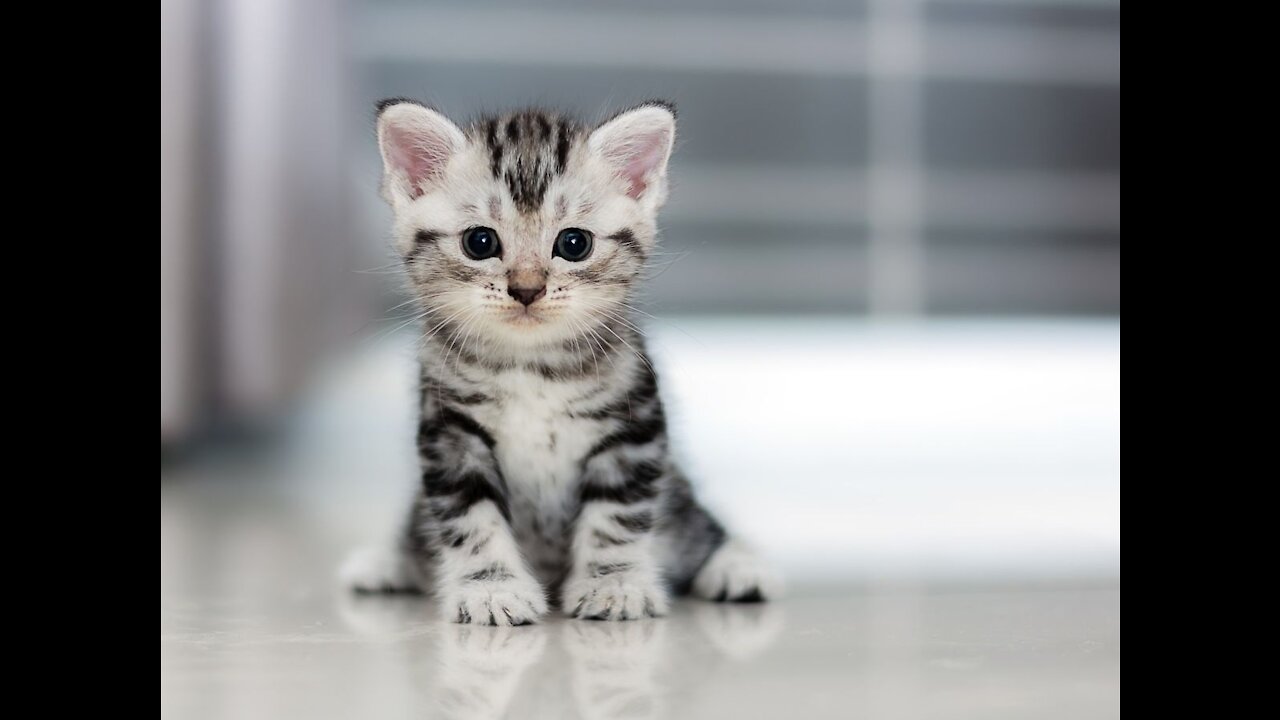 cute kittens playing in house