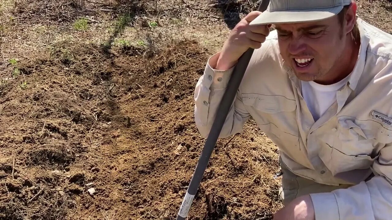 First potatoes of the year in the ground (2022)