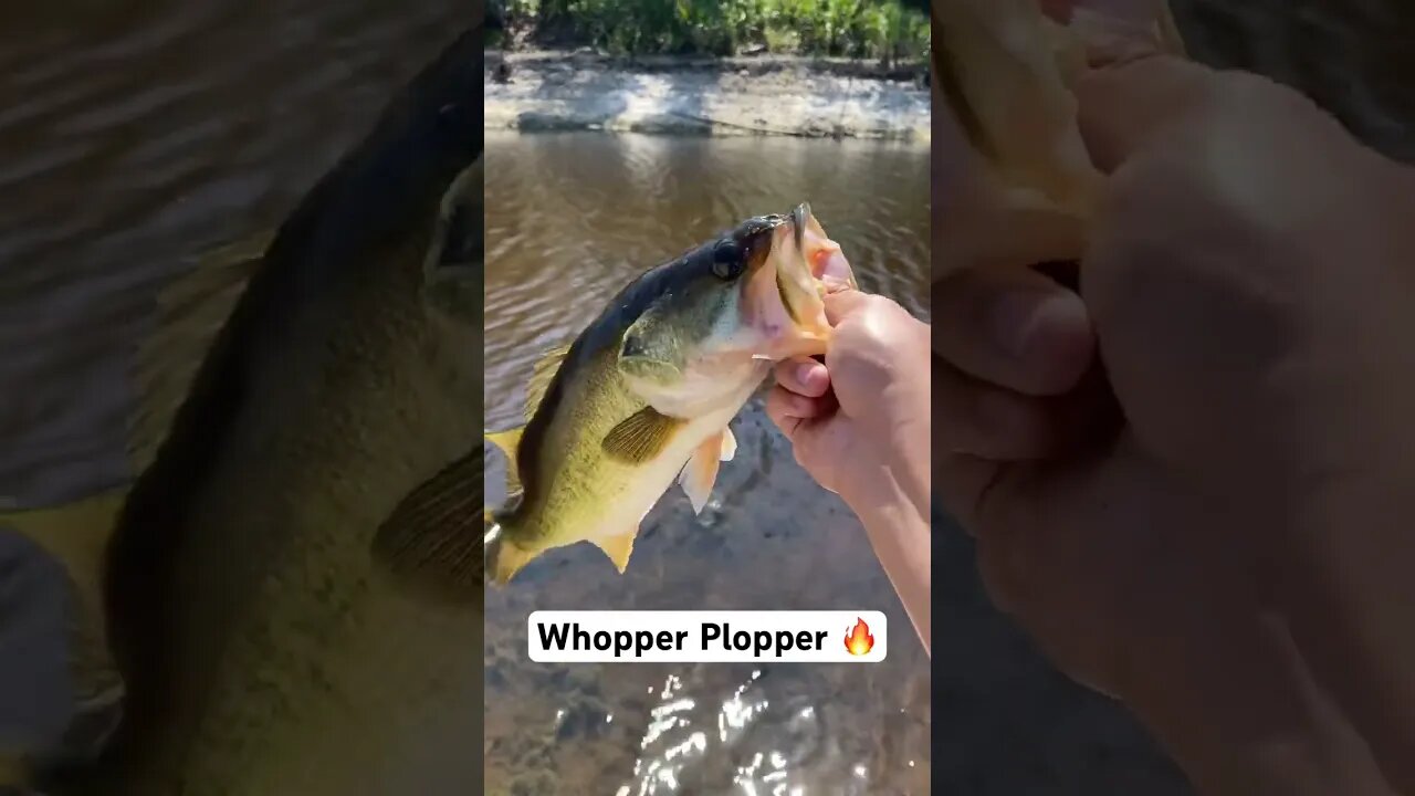 Bass on the whopper plopper