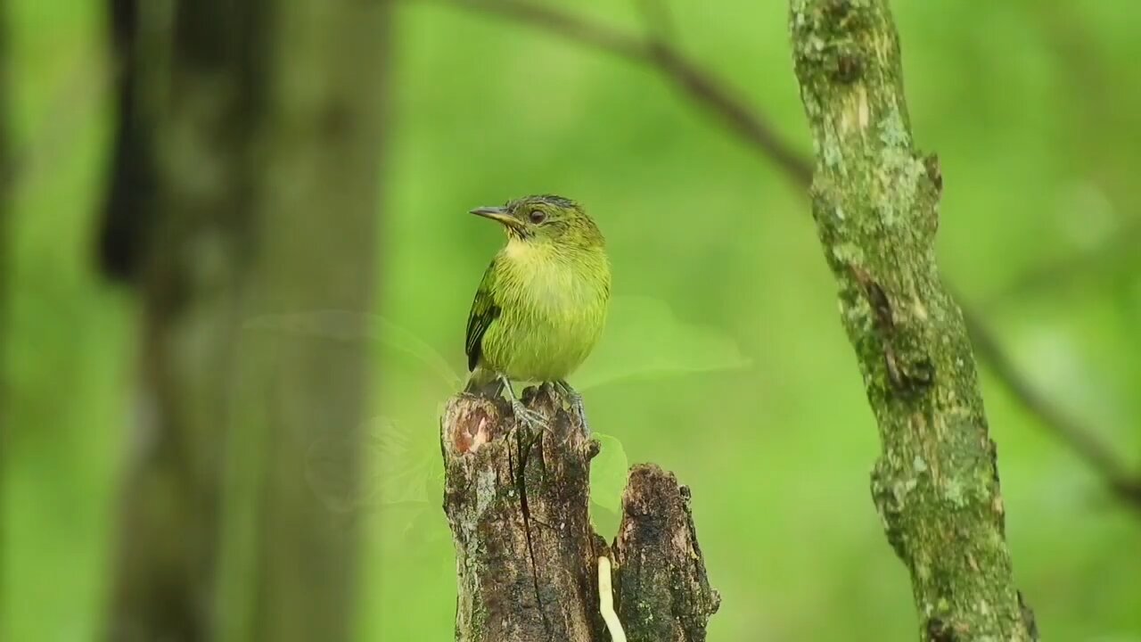 the most beautiful birds in bright colors with soothing music part II