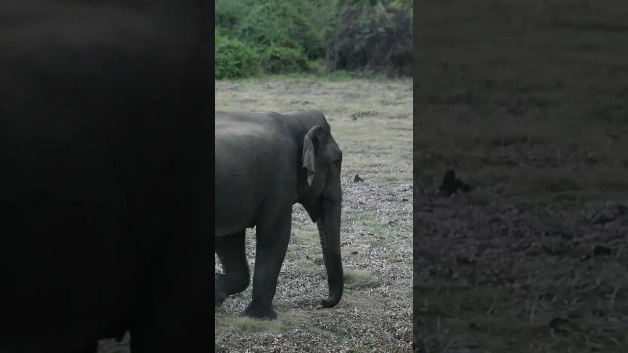 Elephant walking through the park #elephant #shorts #wildlifesrilanka