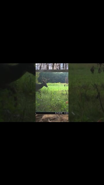 Don't plant your food plots to soon #deer #deerhunting #biology #hunting #foodplot #shorts