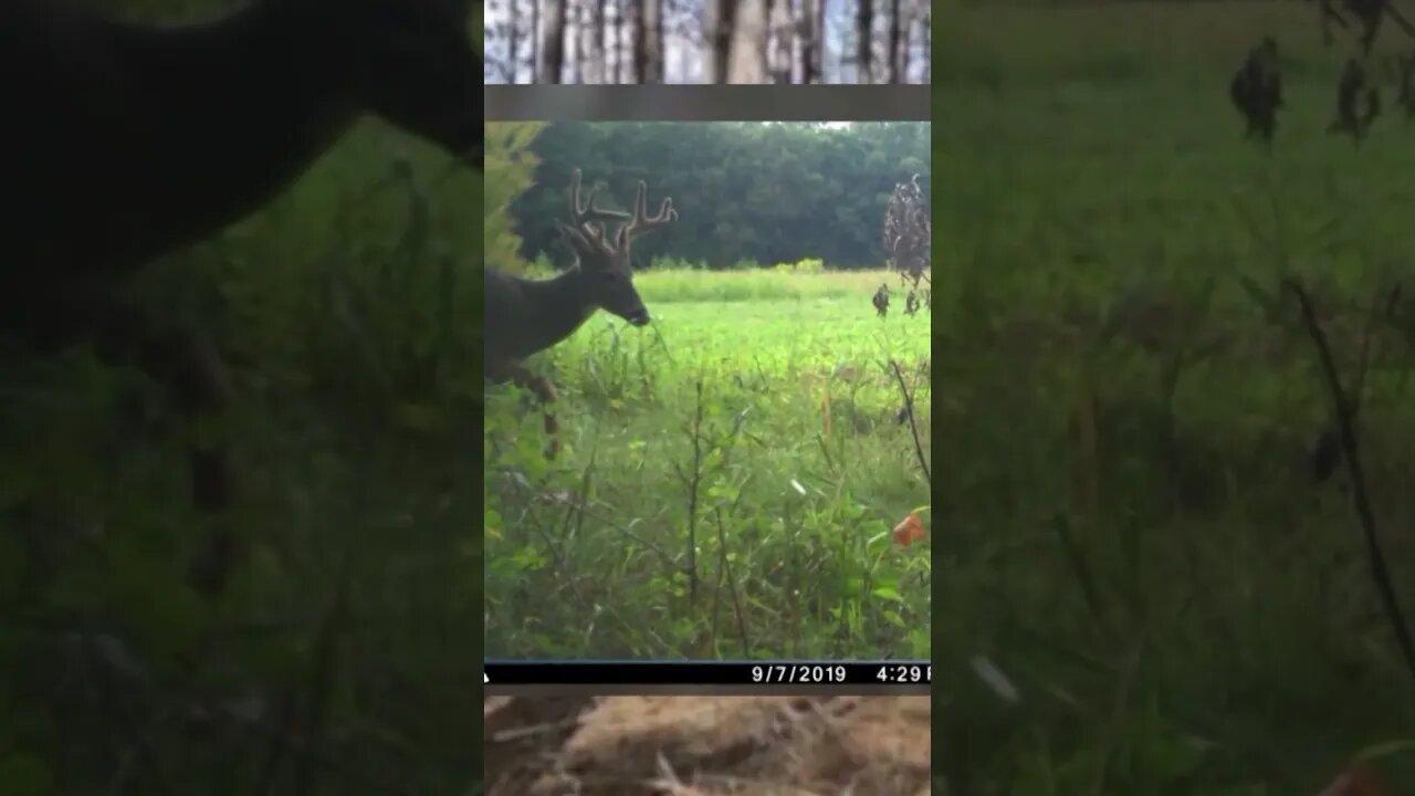 Don't plant your food plots to soon #deer #deerhunting #biology #hunting #foodplot #shorts