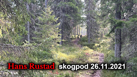 Skogpod 26. november, 2021: Full utrulling av fryktpandemien