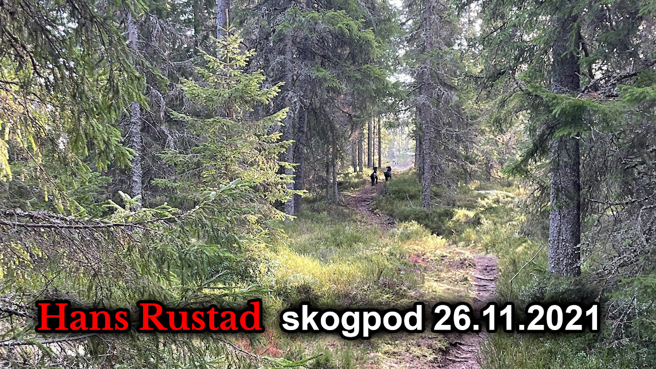 Skogpod 26. november, 2021: Full utrulling av fryktpandemien