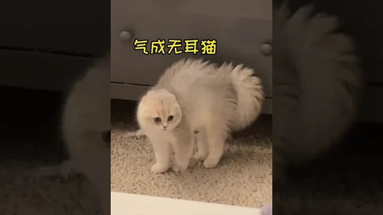 CAT VIDEO