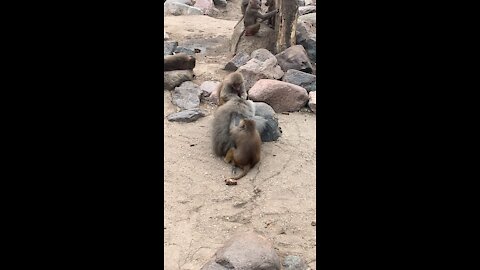 Dierenpark Amersfoort Apen monkey