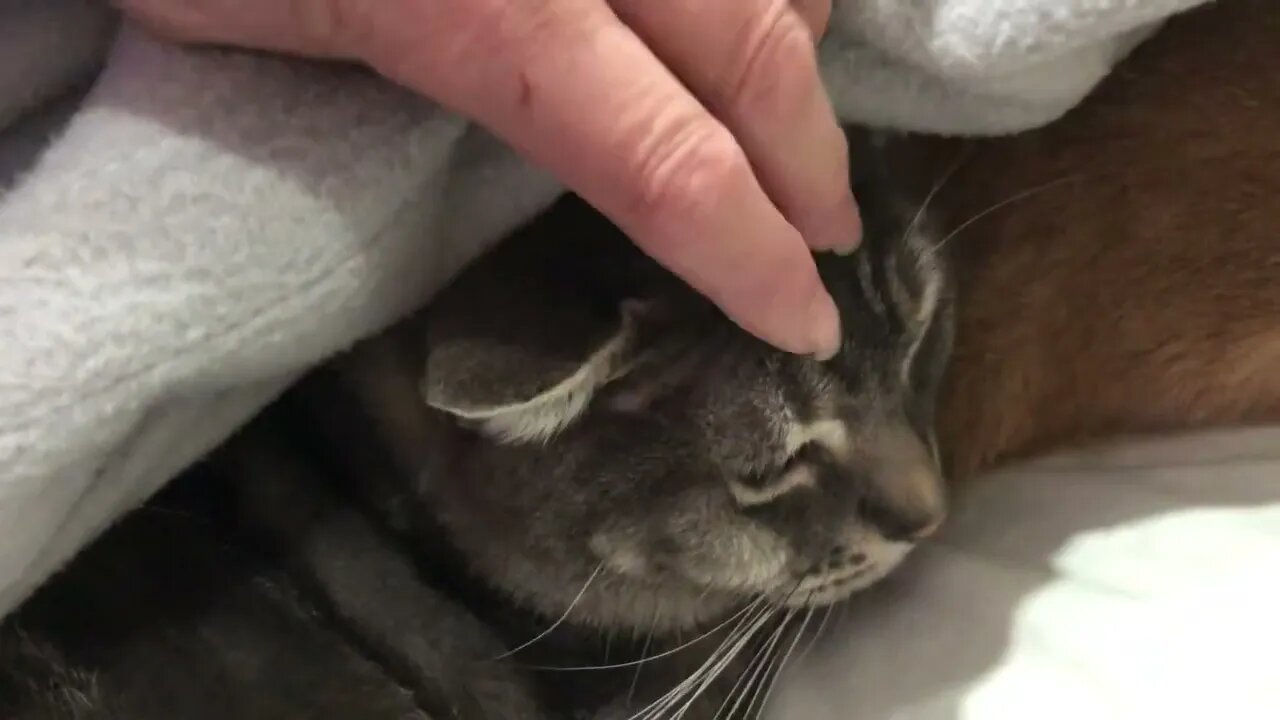 Cute cats hiding under the covers in winter