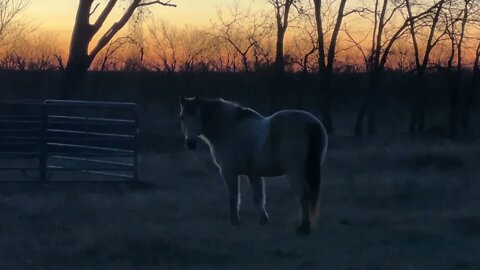 Muddy Buddy Horse Playing In Mud Before Cold Front Hits - Some Cardinals Flew In - Texas Sunrise
