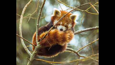 Relaxing Music For Sleep Anxiety Relief Like Sleeping On A Cloud