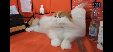 This cat really love hair dryer