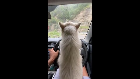 Cute Dog enjoying the Ride😂