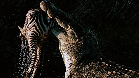 Top 5 crocodile attack vs zebra