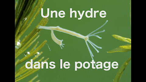 Une hydre dans le potage