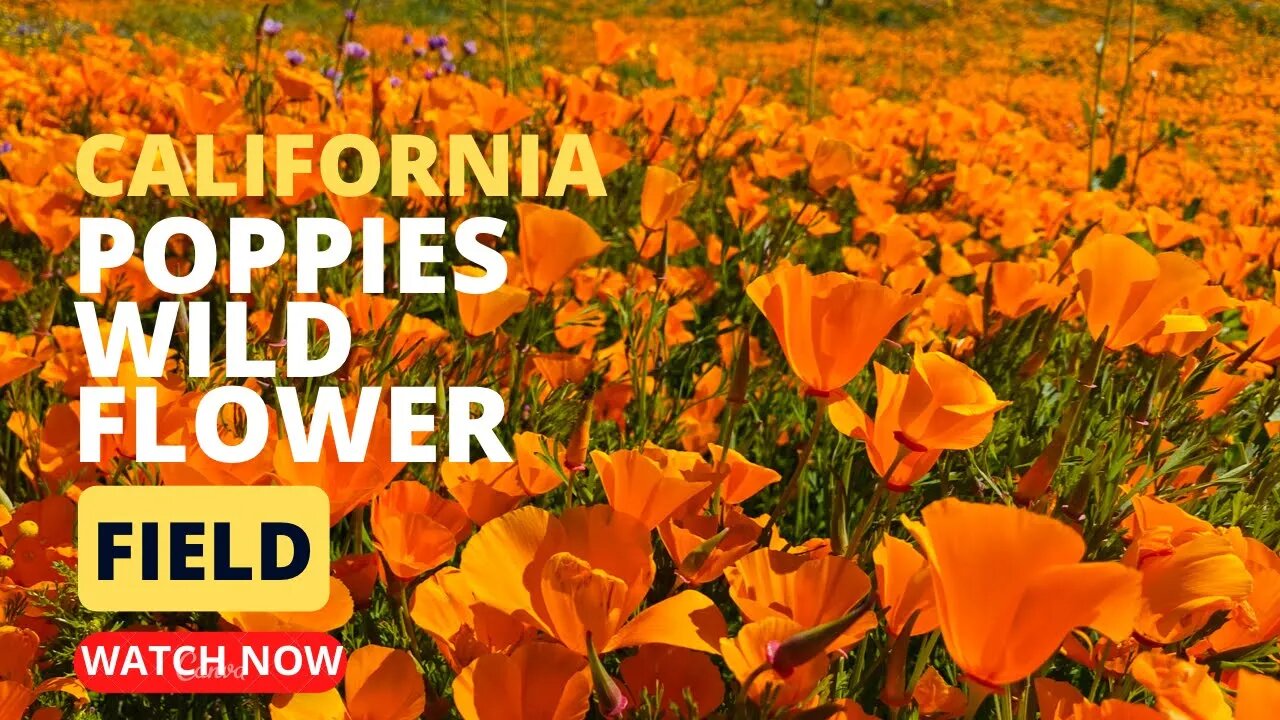 California Poppies Field at Perris, CA l K’s kitchen