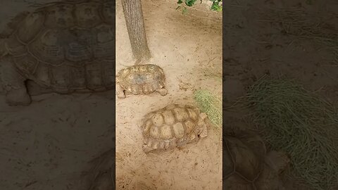 Turtle Time