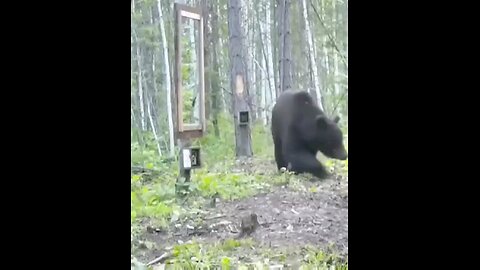 animals fight with himself on mirror