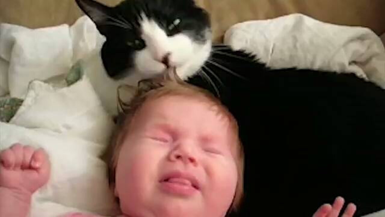 Funny Cats And Babies Playing Together ★ Animals Trolling Babies.mp4