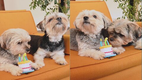 🤗Happy birthday dog🤗