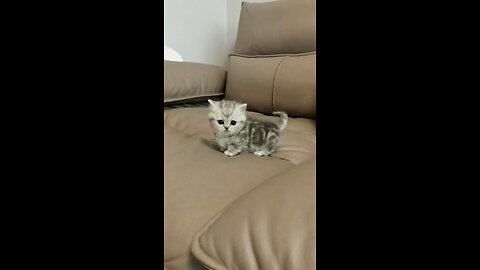 Cute little kitty